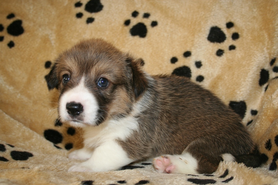 Puppies